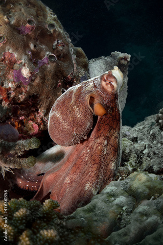 Couple of octopuses cyanea. Underwater world of coral reef near Makadi Bay, Hurghada, Egypt photo