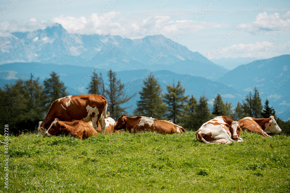 Cows on Alpine Pasture