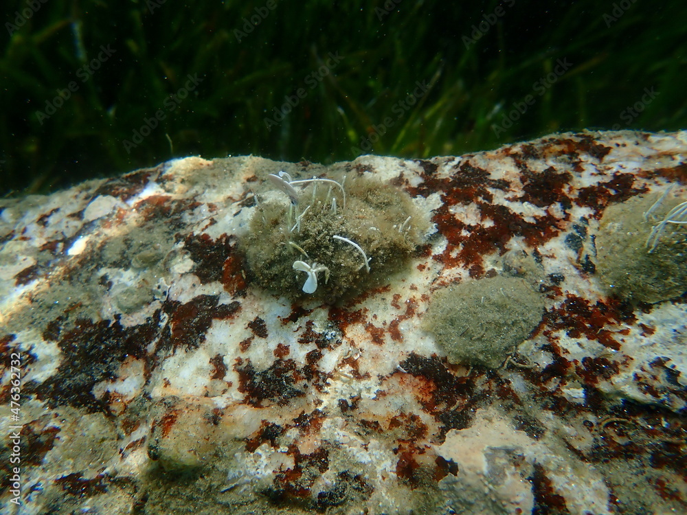 Mediterranean limpet or rayed Mediterranean limpet (Patella caerulea) undersea, Aegean Sea, Greece, Halkidiki Mediterranean limpet or rayed Mediterranean limpet (Patella caerulea) undersea, Aegean Sea, Greece, Halkidiki