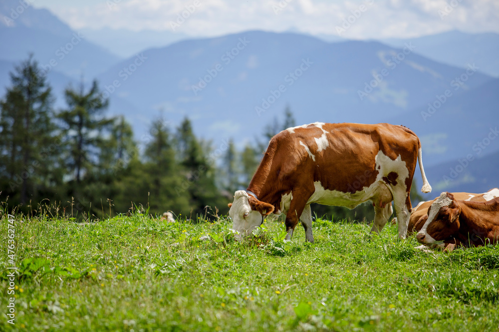 Cows on Alpine Pasture