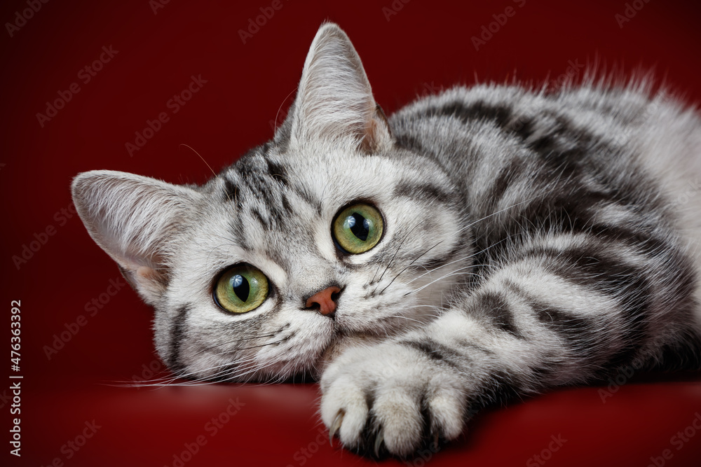 custom made wallpaper toronto digitalAmerican shorthair cat on colored backgrounds