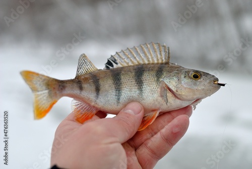 Winter fishing on the river, perch fishing.