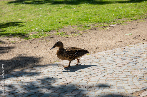 Duck walking in a park