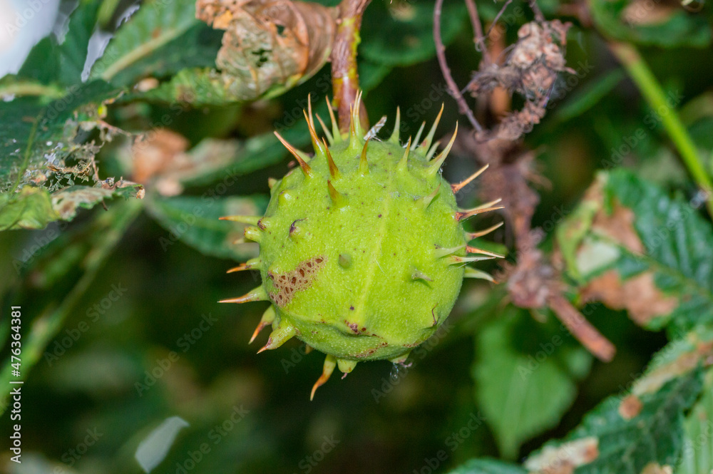 Aesculus hippocastanum, the horse chestnut in green shell.