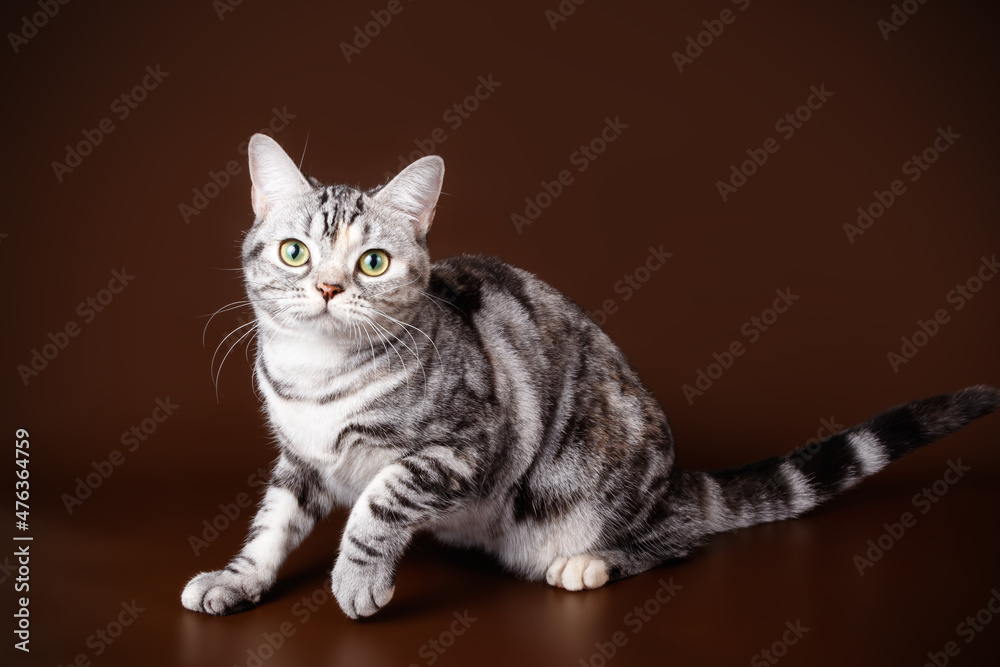 American shorthair cat on colored backgrounds