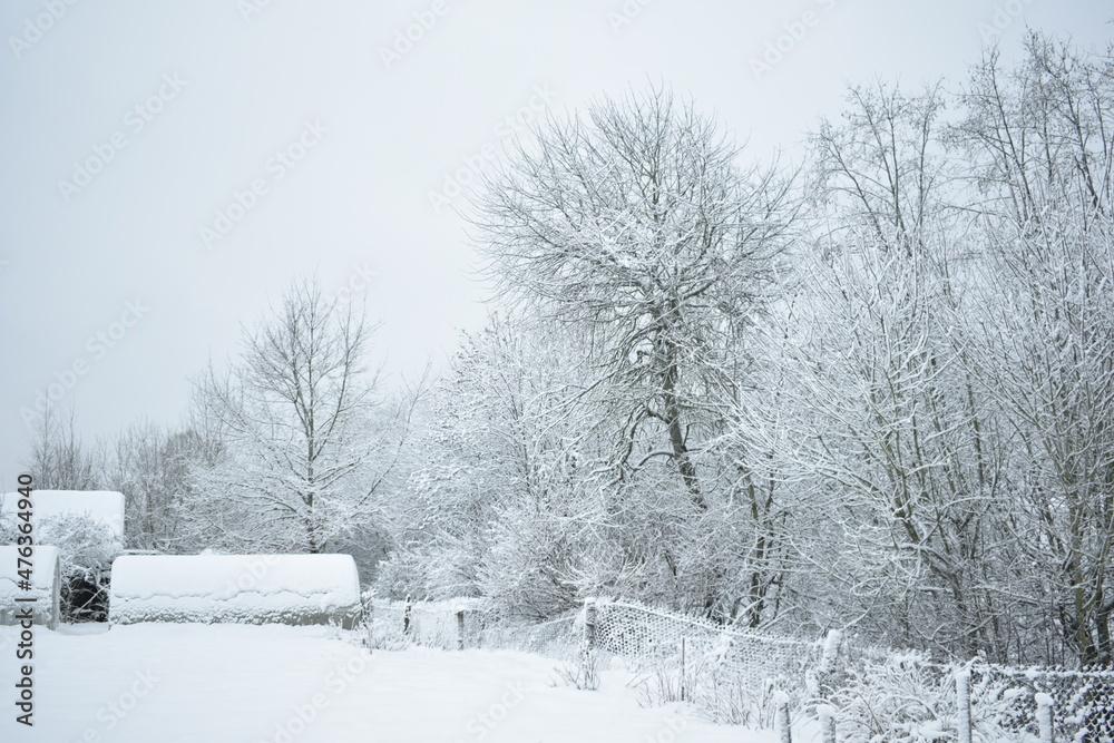 Naklejka premium snow covered trees