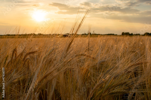Golden stalks of wheat against the setting sun. Natural food concept.