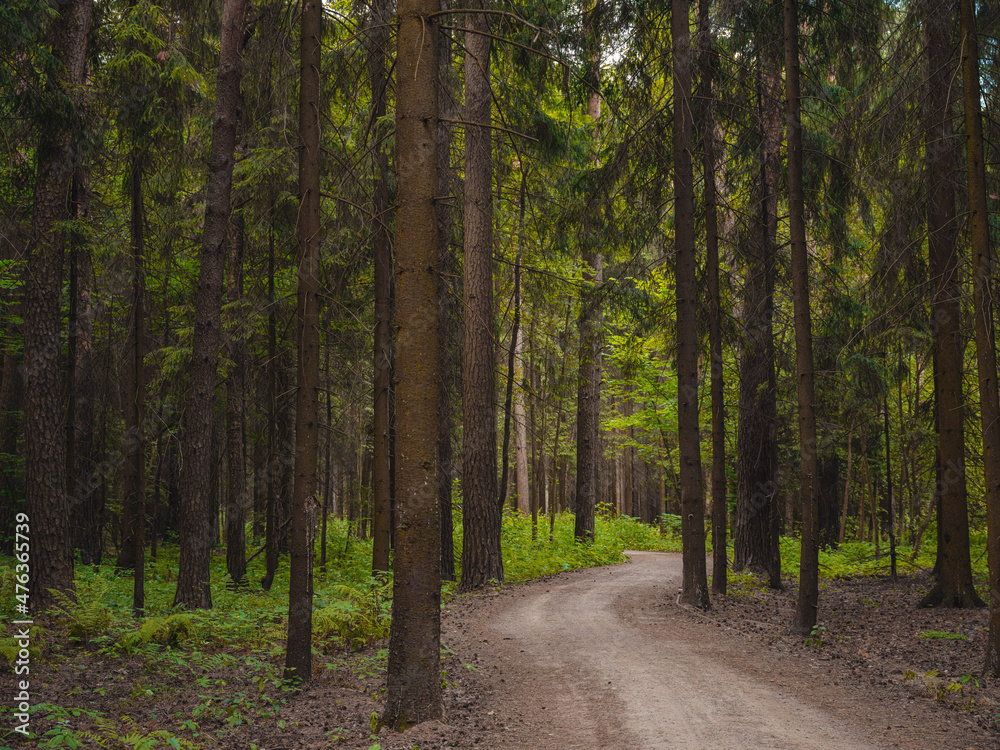 Naklejka premium mysterious path in middle of wooden coniferous forrest, surrounded by green bushes leaves and ferns. Moscow region Russia
