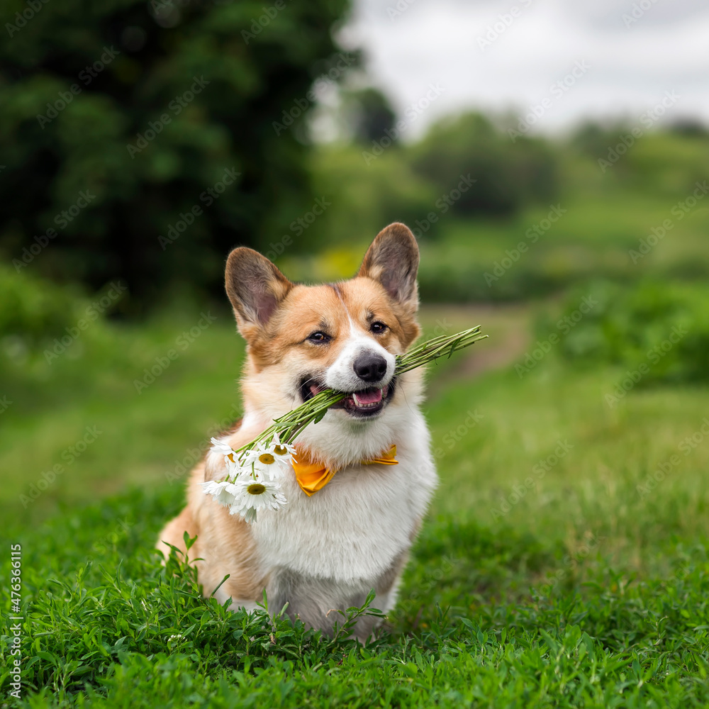 cute corgi dog puppy sitting in the garden with a bouquet of flowers daisies in his teeth