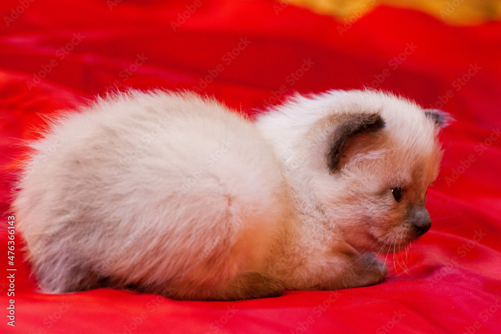little kittens with beautiful eyes and soft hair are played at home with their beloved children. The tiny kitten is sleeping. Beautiful little kitty. little kittens with beautiful eyes and soft hair are played at home with their beloved children. The tiny kitten is sleeping. Beautiful little kitty.