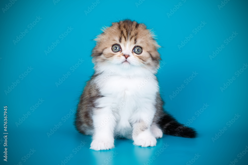 Highland fold cat on colored backgrounds