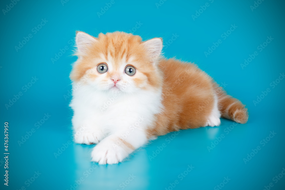 Highland straight cat on colored backgrounds