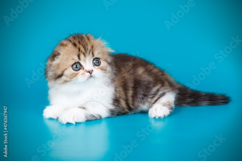Highland fold cat on colored backgrounds