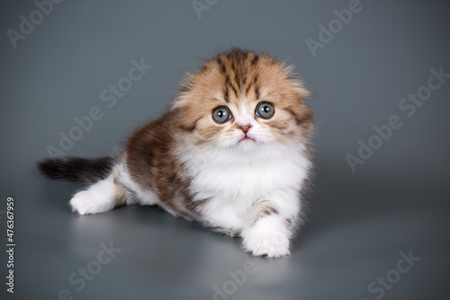 Highland fold cat on colored backgrounds © Aleksand Volchanskiy
