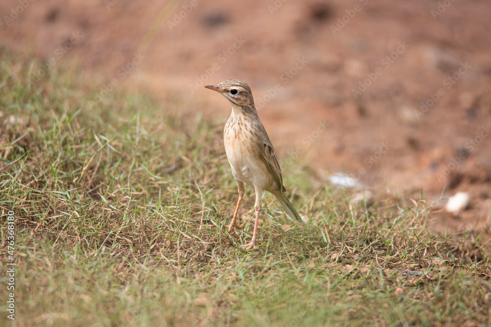 Paddyfield pipit standing on an openfield Paddyfield pipit standing on an openfield