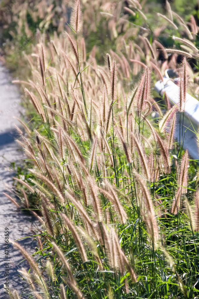 Fototapeta premium Fountain grass flowers (Pennisetum setaceum ) with sunshine in the side of road background