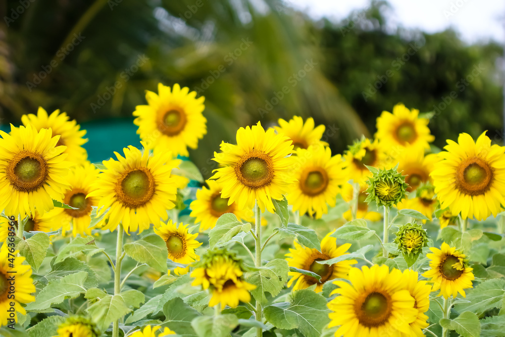Sunflower blooming in natural garden field background