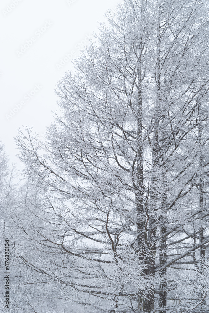 雪景色