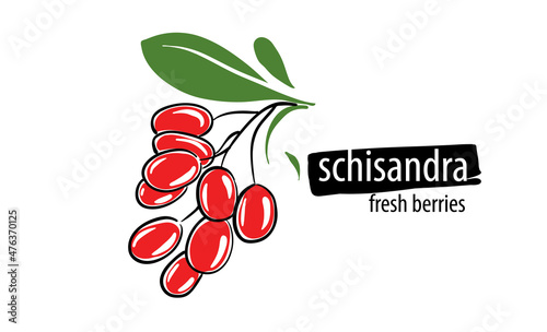 Drawn vector schisandra on a white background photo