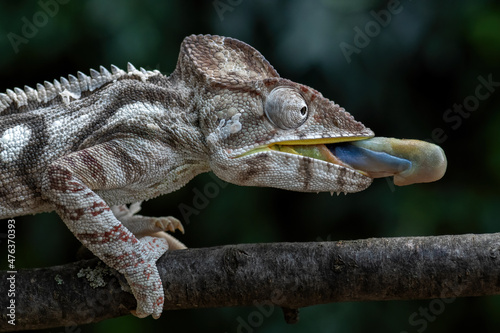 Oustalet's Chameleon - Furcifer oustaleti, beautiful colored lizard from African bushes and forests, Kirindi forest, Madagascar.