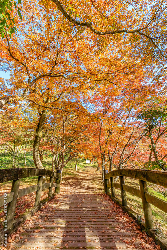 秋の用作公園　大分県豊後大野市　 Autumn Yujaku Park. Ooita-ken Bungoono city