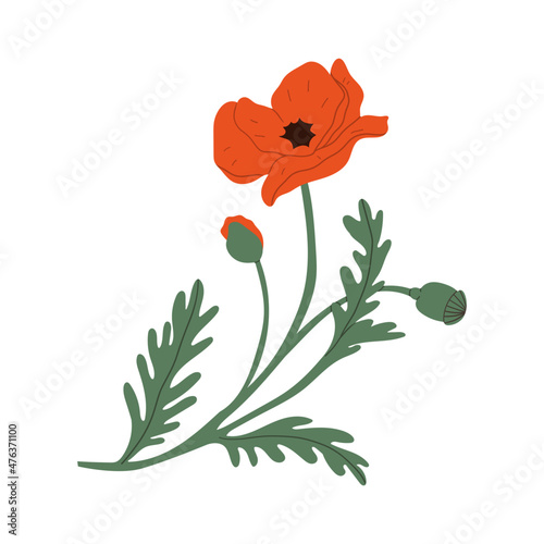 Red poppy flower.Vector hand drawn illustration. Isolated on white background.
