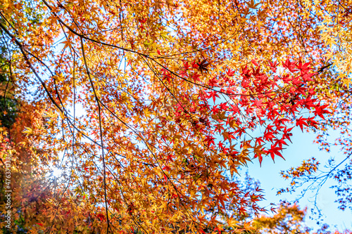                                                  Autumn Yujaku Park. Ooita-ken Bungoono city