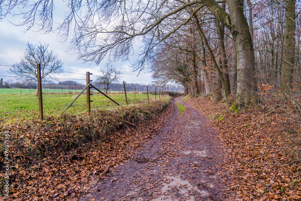 A path with fallen leaves and mud in a forest in Strassen, Luxembourg