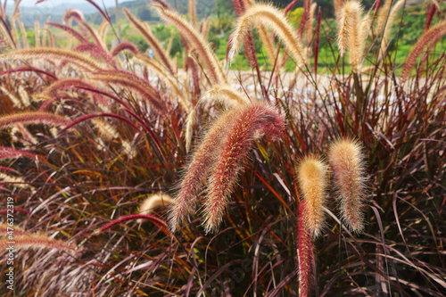 colorful poaceae flower in the nature