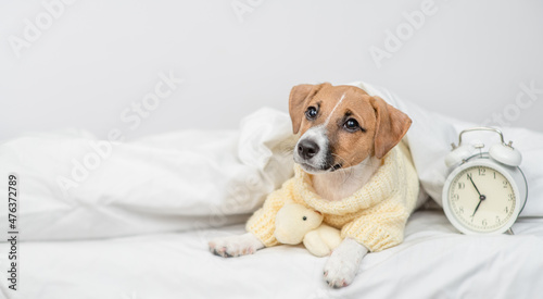 Jack russell terrier puppy  wearing warm sweater lies with toy bear and alarm clock under warm white blanket on the bed at home and looks away on empty space