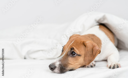 Unhappy jack russell terrier puppy lying under white warm blanket on a bed at home. Empty space for text