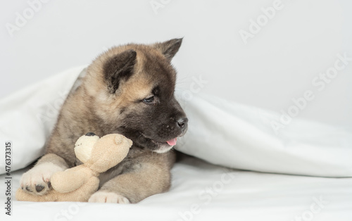 Fototapeta Naklejka Na Ścianę i Meble -  Cute American akita puppy lies under warm blanket on the bed at home, hugs favorite toy bear and looks away on empty space