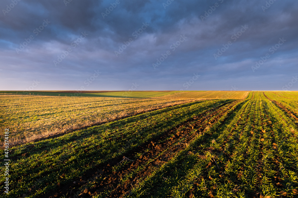 Sunset over young green cereal field in autumn Sunset over young green cereal field in autumn