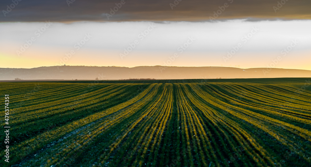 Sunset over young green cereal field in autumn