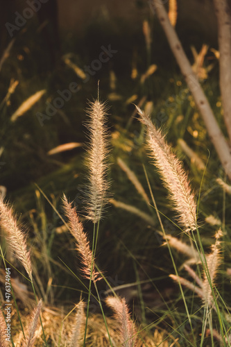 Macro photo of fluffy grasses in the wind   blurred  selective focus.