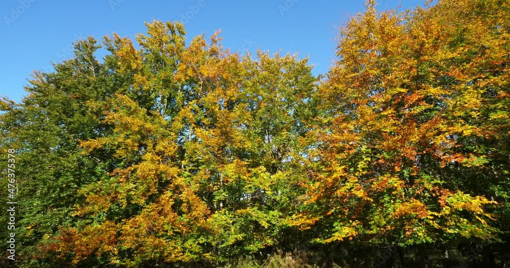 Foliage of beech , forest of Compiegne, Picardy, France Foliage of beech , forest of Compiegne, Picardy, France