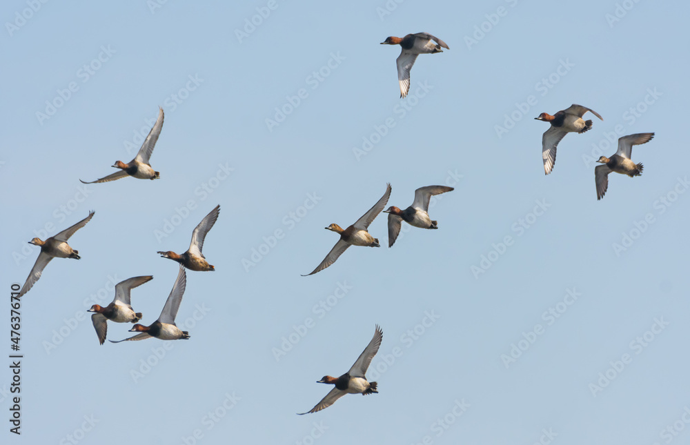 Fototapeta premium A mixed flock of Common Pochards (Aythya ferina) in fast flight over blue sky 