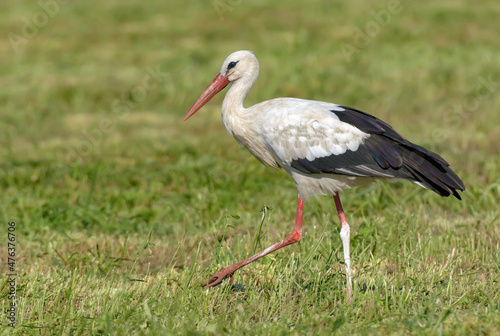 Mature White stork (Ciconia ciconia) walks on mowing grass field in summer 