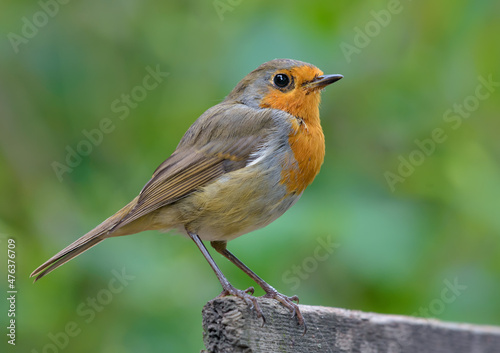 Adult European robin (erithacus rubecula) stands on top of small wooden stick in dull late summer day 