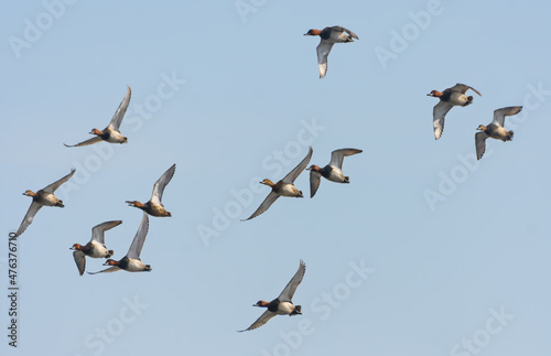 A mixed flock of Common Pochards (Aythya ferina) in fast flight over blue sky  © NickVorobey.com