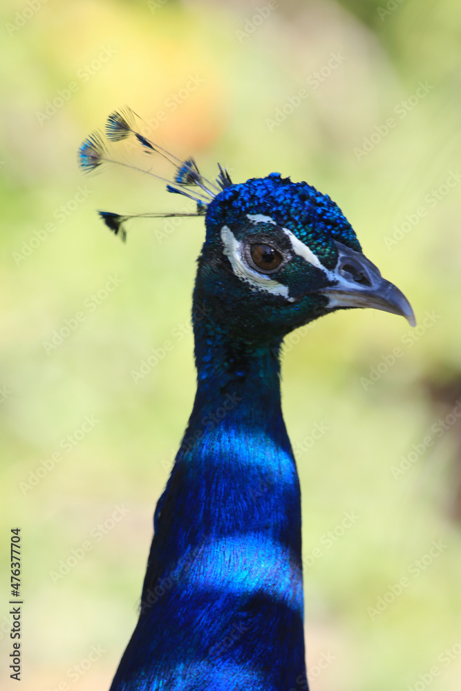 peacock as multicolored bird animal peacock as multicolored bird animal