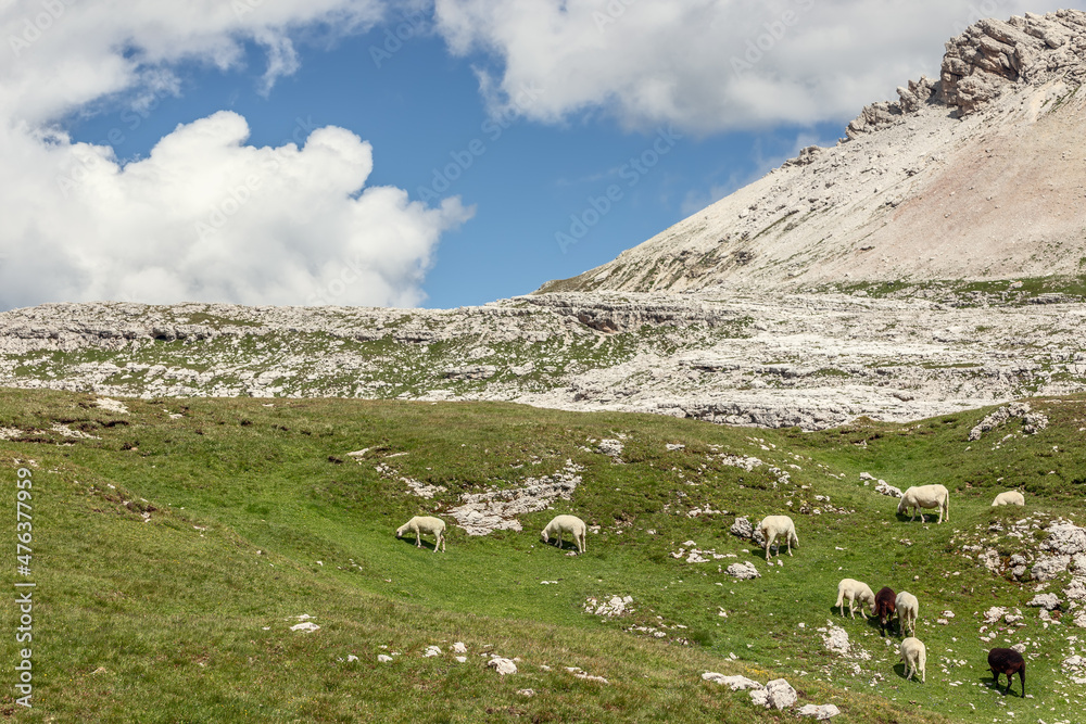 Sheep in the highlands in the Italian Dolomites