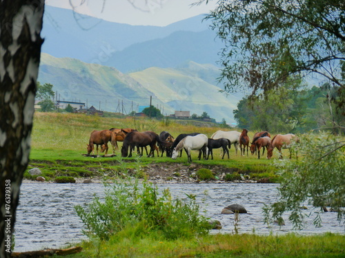 horses on the river