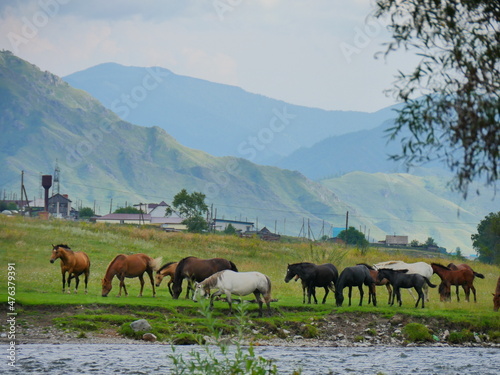 horses on the river