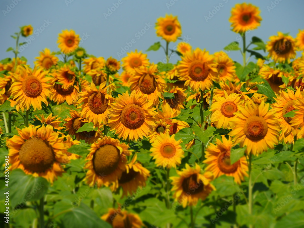 Fototapeta premium field of sunflowers