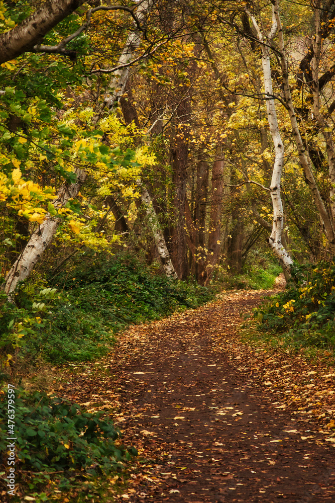 Naklejka premium Yellow and green leaves over a walking path strewn with leaves at Laacher See in the Eifel refion of Germany on a fall day.