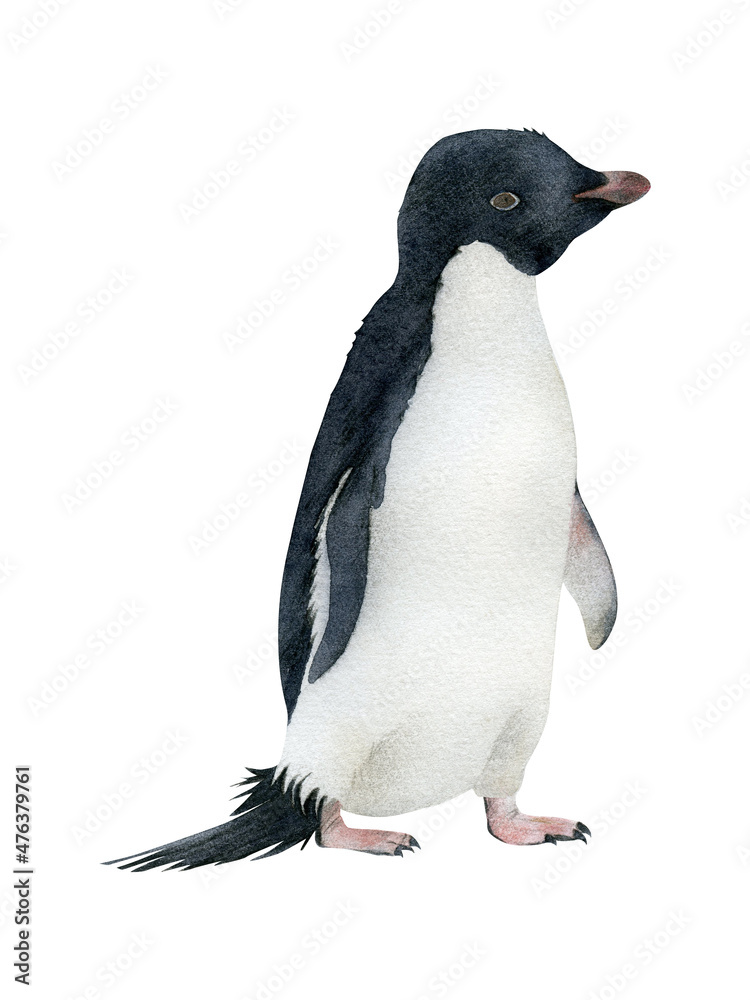 Hand-drawn watercolor adelie penguin illustration isolated on white ...