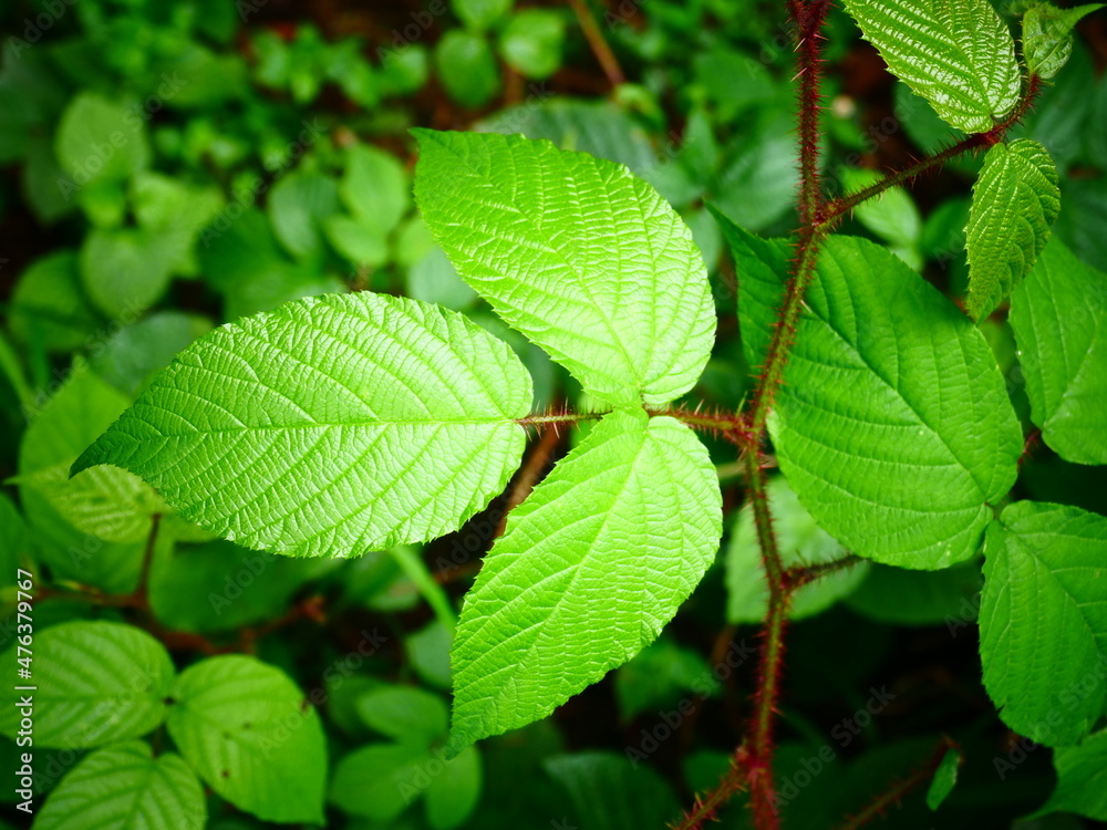 green leaf background green leaf background