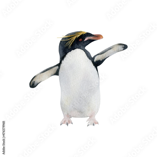 Hand-drawn watercolor Macaroni penguin illustration isolated on white background. Antarctic animal bird	