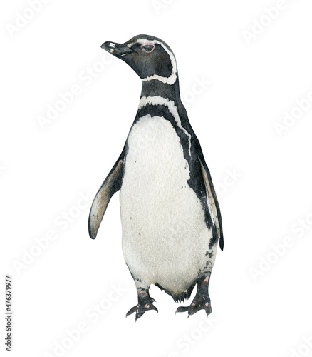 Hand-drawn watercolor Magellanic penguin illustration isolated on white background. Cute animal bird	 photo